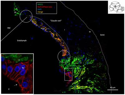 The Human “Cochlear Battery” – Claudin-11 Barrier and Ion Transport Proteins in the Lateral Wall of the Cochlea